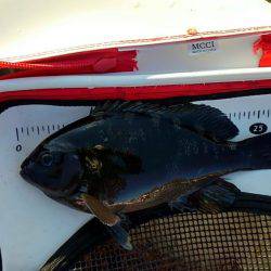 太地でグレ釣り