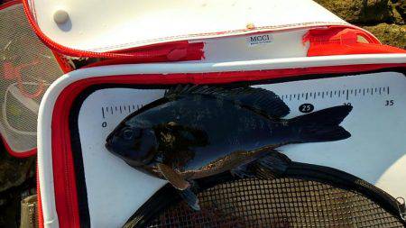 太地でグレ釣り