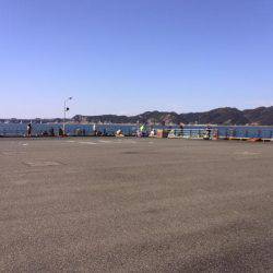 サビキで良型アジ、イワシ