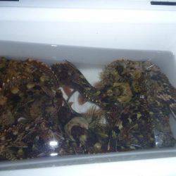 ライトゲームでガシラ