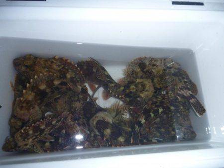 ライトゲームでガシラ