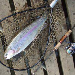 大安トラウトレイク 釣果