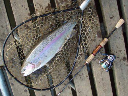 大安トラウトレイク 釣果