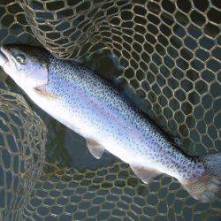 大安トラウトレイク 釣果