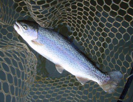 大安トラウトレイク 釣果