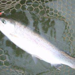 大安トラウトレイク釣果