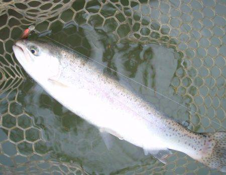 大安トラウトレイク釣果