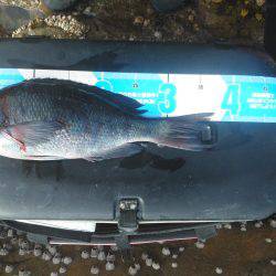 今回は良く釣れました・・・グレ・・・