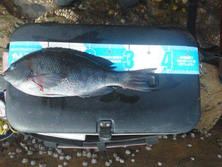 今回は良く釣れました・・・グレ・・・