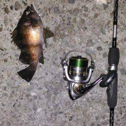 久しぶりのメバリング