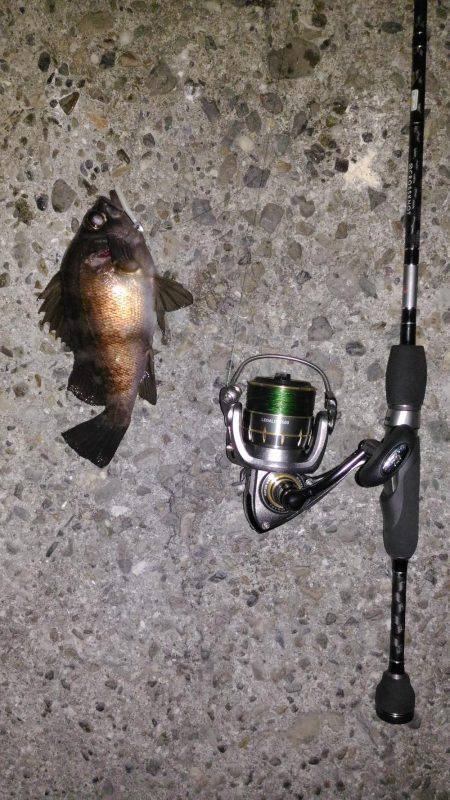 久しぶりのメバリング