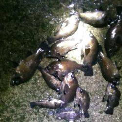 未明に多奈川周辺でメバル調査