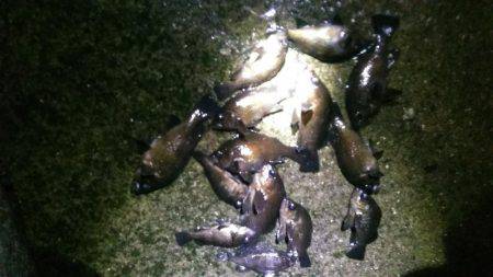 未明に多奈川周辺でメバル調査