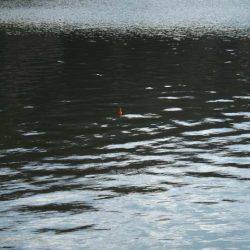 だんだん渋くなってる?布目湖のワカサギ