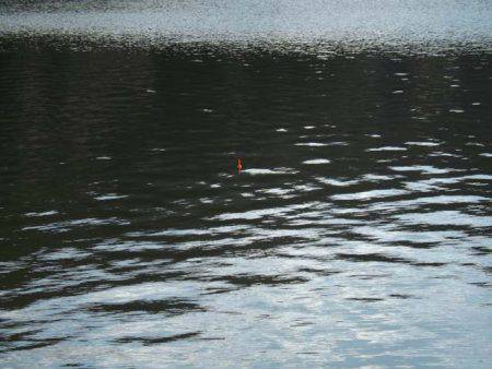 だんだん渋くなってる?布目湖のワカサギ