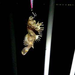 久しぶりのお魚