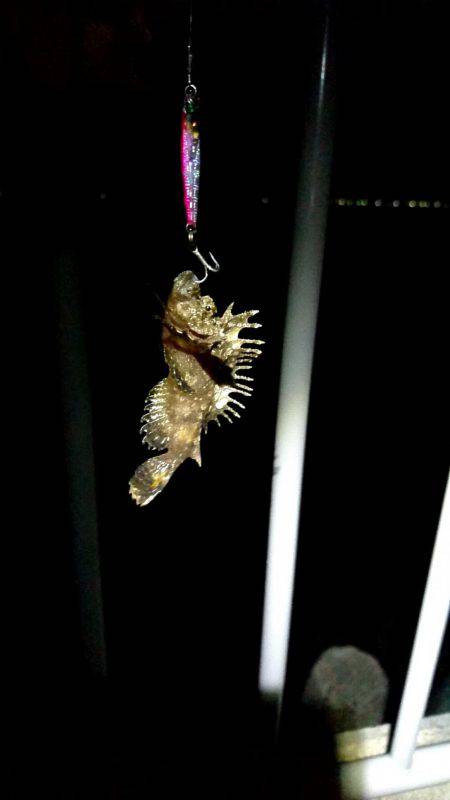 久しぶりのお魚