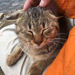 上津ダムのワカサギ、ざっくり束