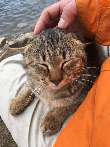 上津ダムのワカサギ、ざっくり束