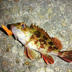 フィッシングショー明けの