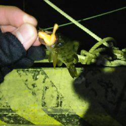 夕まづめメバリング