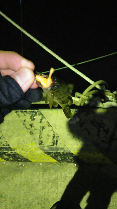 夕まづめメバリング