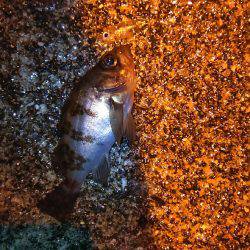 プラッキングメバル