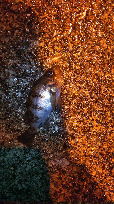 プラッキングメバル