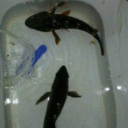 大寒波！氷点下！でも釣れた！(笑)