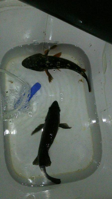 大寒波！氷点下！でも釣れた！(笑)