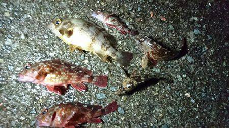 洲本港 メバリング