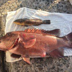 タルイチでコブトリ