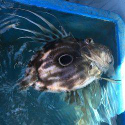 五目&ヤリイカのリレー便