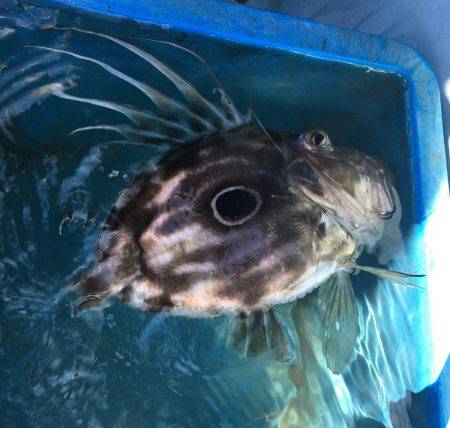 五目&ヤリイカのリレー便