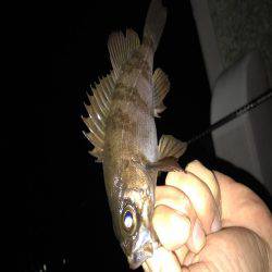 メバリングはじめて３回目の釣行