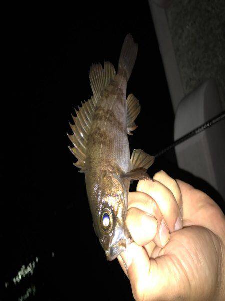 メバリングはじめて３回目の釣行