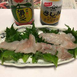 メバル  夜釣り  リタックル