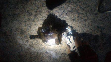 久々ライトゲーム