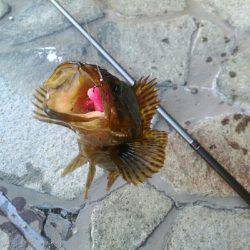 タケノコメバルさん