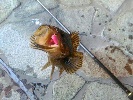 タケノコメバルさん