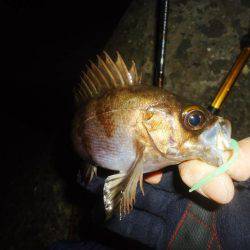 ちびメバリング