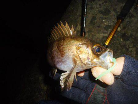 ちびメバリング