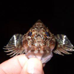 ガッシーは遊んでくれます！