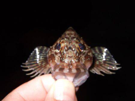 ガッシーは遊んでくれます！