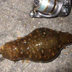 ガシラからのセイゴ