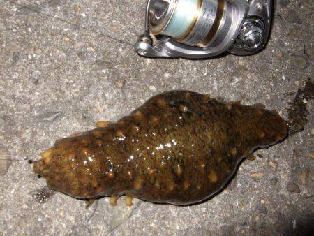 ガシラからのセイゴ