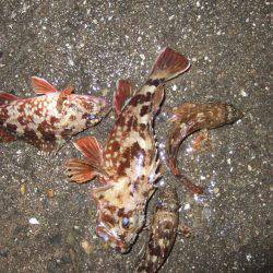 ガシラが良く釣れました。