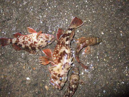 ガシラが良く釣れました。