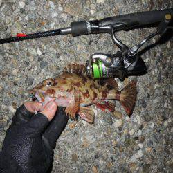 極寒メバリング