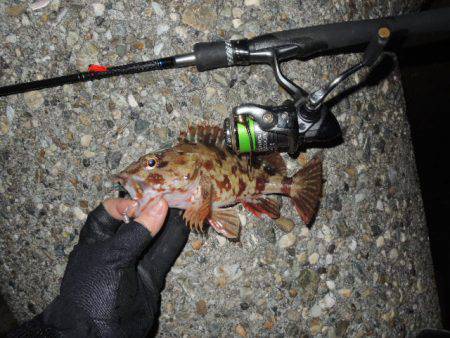 極寒メバリング